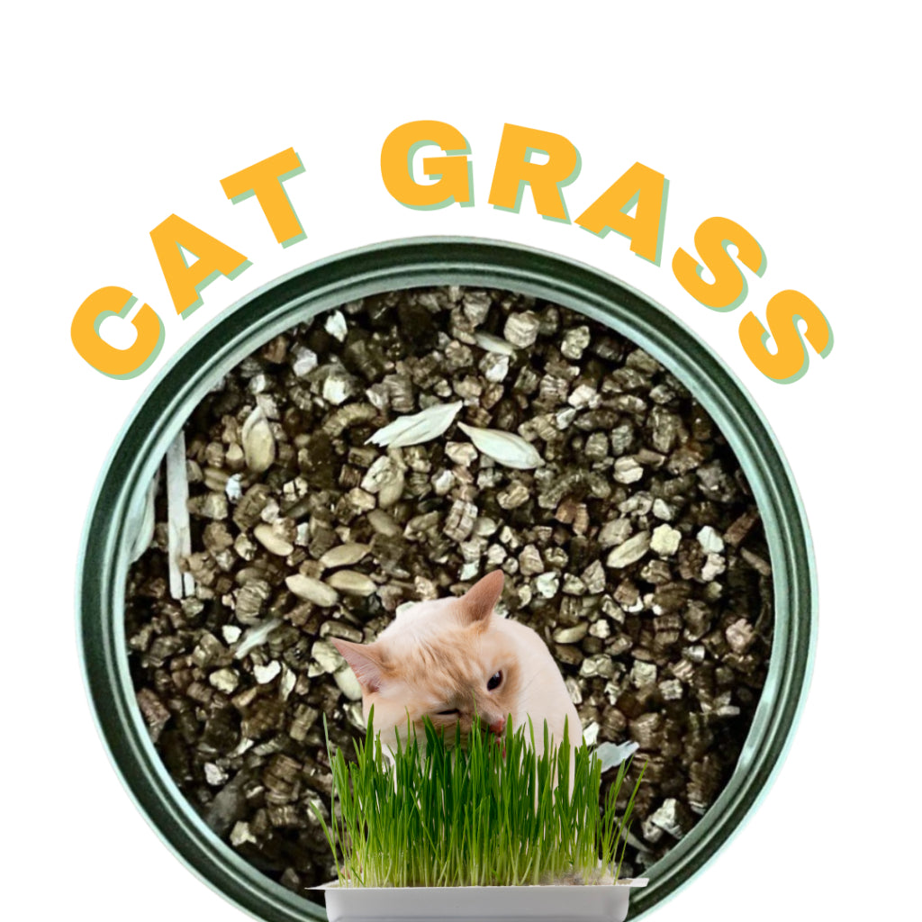 Cat Grass Canned Cat Helps Digestion Vomiting Hair Balls 100% Organic 70g