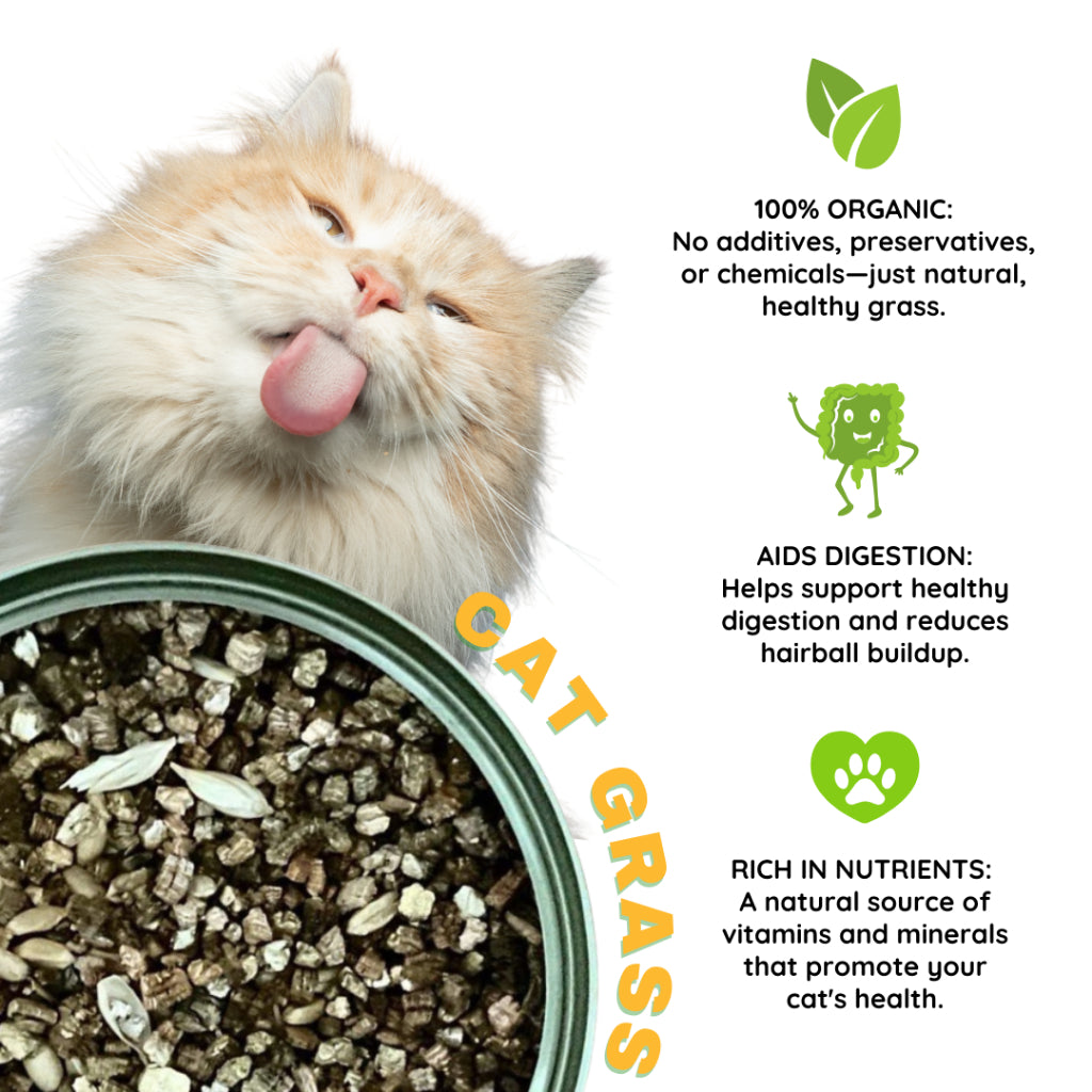 Cat Grass Canned Cat Helps Digestion Vomiting Hair Balls 100% Organic 70g